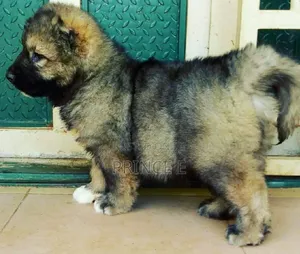 1-3 months Male Purebred Caucasian Shepherd