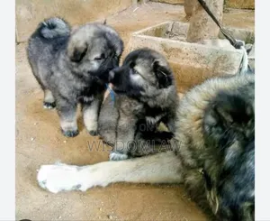1-3 months Female Purebred Caucasian Shepherd