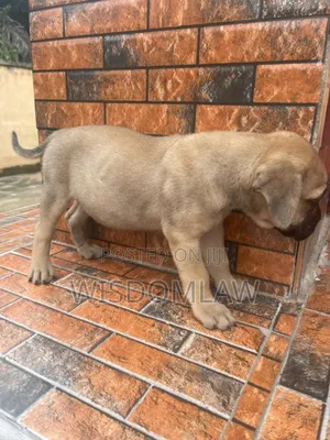 1-3 months Male Purebred Boerboel