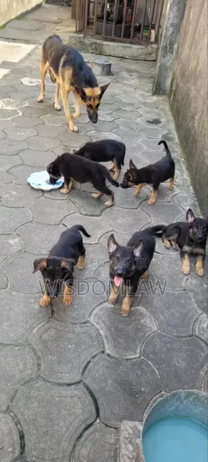 1-3 months Male Purebred German Shepherd