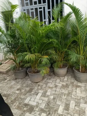 Golden Palms