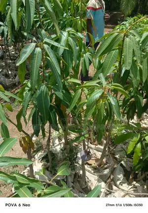 Mango Seedlings