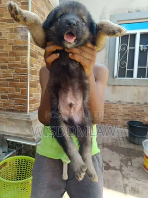 1-3 months Male Purebred German Shepherd