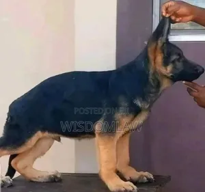 1-3 months Male Purebred German Shepherd