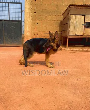 3-6 months Male Purebred German Shepherd
