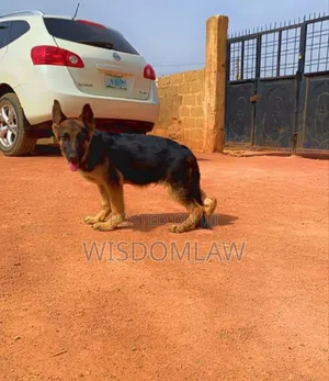 1-3 months Male Purebred German Shepherd