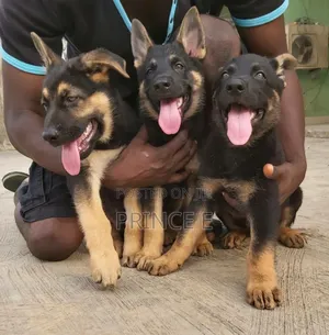 1-3 months Female Purebred German Shepherd