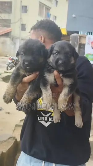 1-3 months Female Purebred German Shepherd