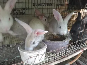 Rabbits for Sale