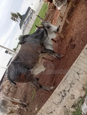 Matured Big Cows