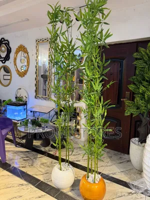 Bamboo Plant With Fibre Pot