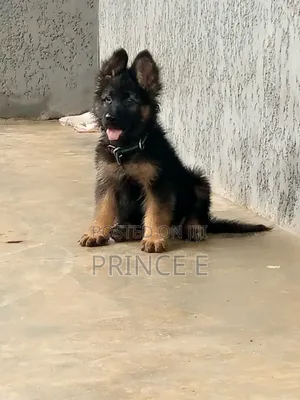 1-3 months Female Purebred German Shepherd