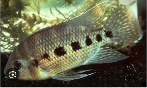 Spotted Tilapia