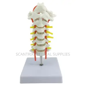 Neck Vertebrae With Vascular Pathways