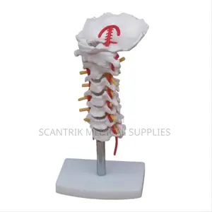 Cervical Segment and Neck Arteries