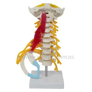 Cervical Vertebrae With Carotid Flow