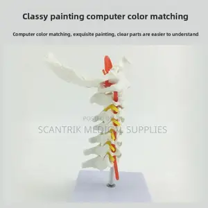 Vertebral Neck Structure With Arteries