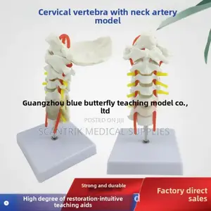 Cervical Vertebral Chain With Arterial Map