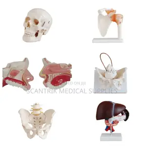 Cervical Bone Stack and Artery Route