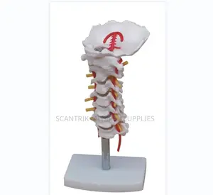 Neck Vertebral Series With Circulatory Detail