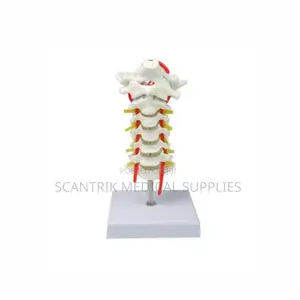 Spine Base (Cervical) With Arterial Supply