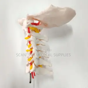 Cervical Region Spine With Neck Arteries