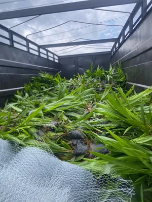 Oil Palm Seedlings (Hybrid Tenera)