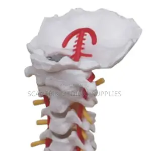 Upper Spinal Column With Circulatory Elements