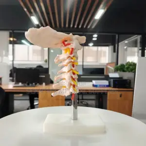 Human Cervical Vertebrae and Artery Layout