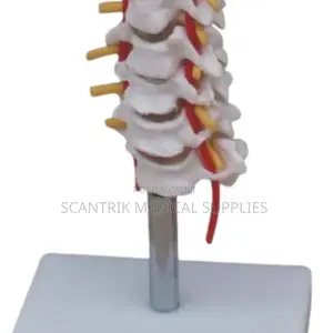 Cervical Vertebral Column With Neck Artery