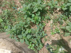 864.218sqm Plot 4 Sale Kenneth Agbakuru Leki Phase 1