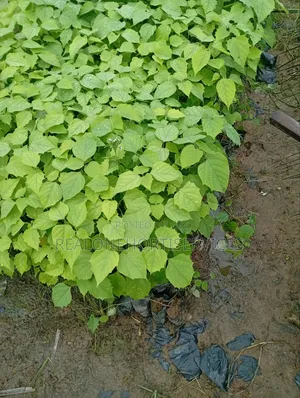Gmelina Seedlings Is Available in Bulk Small Quantities{Investment