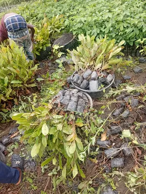 Sweet Cashew Seedlings Is Available in Bulk and Pieces