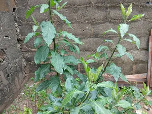 30ft by 130ft (Half Plot ) Isitu Iguando