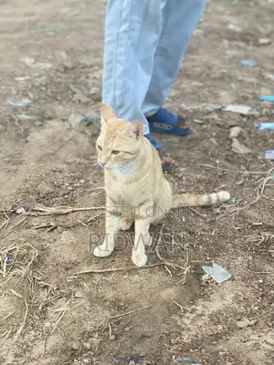 1+ year Male Purebred American Shorthair