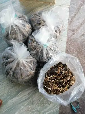 Hybrid Tenera Palmoil Seeds/Nuts