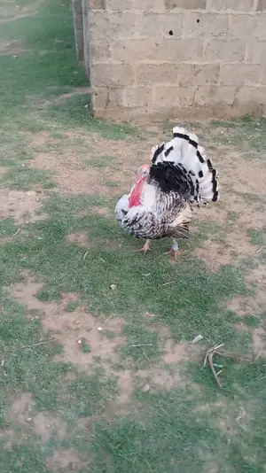 Turkey Eggs and Day Old Foreign Local