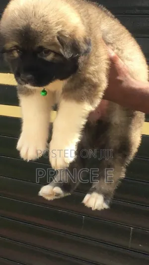 1-3 months Female Purebred Caucasian Shepherd