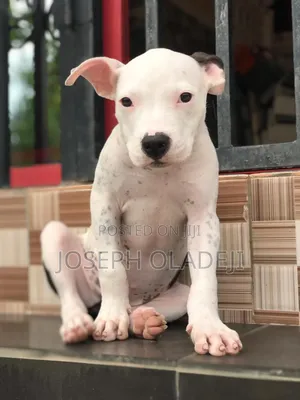 3-6 months Male Purebred American Pit Bull Terrier