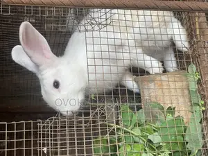 California White Bunny