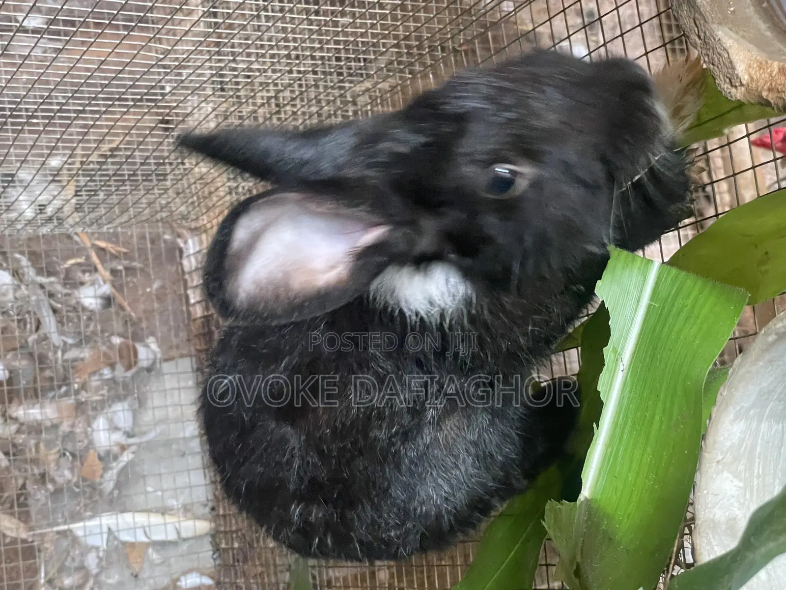 Satin Rabbit