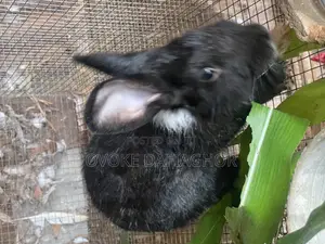 Satin Rabbit