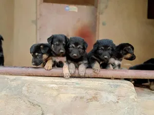 1-3 months Female Purebred German Shepherd