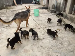 1-3 months Male Purebred German Shepherd