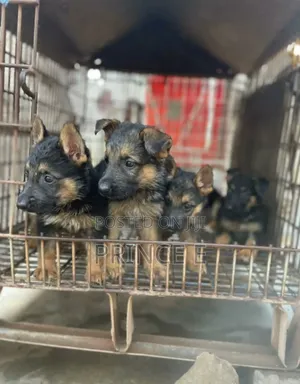 1-3 months Male Purebred German Shepherd