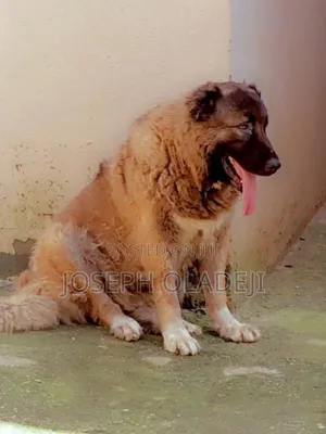 1+ year Female Purebred Caucasian Shepherd