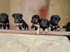 1-3 months Female Purebred German Shepherd