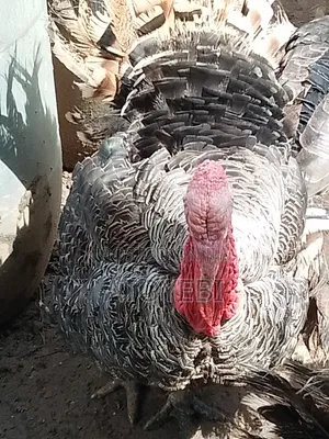 Imported and Local Turkey Available in Different Sizes