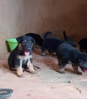 1-3 months Male Purebred German Shepherd