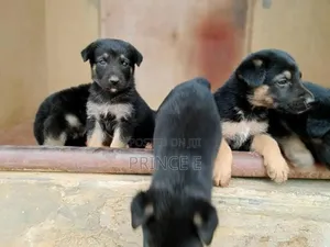 1-3 months Female Purebred German Shepherd